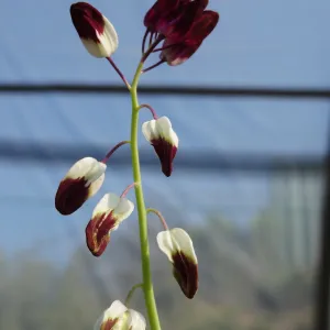 Conservation growing area, Santa Barbara jewelflower, Caulanthus amplexicaulis var. barbarae