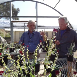 Conservation growing area, Santa Barbara jewelflower, Caulanthus amplexicaulis var barbarae, Dieter Wilken and Steve Junak