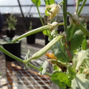 Conservation growing area, Santa Barbara jewelflower, Caulanthus amplexicaulis var barbarae