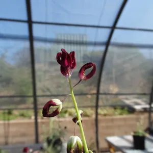 Conservation growing area, Santa Barbara jewelflower, Caulanthus amplexicaulis var barbarae