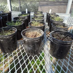 Conservation growing area, Santa Barbara jewelflower, Caulanthus amplexicaulis var barbarae