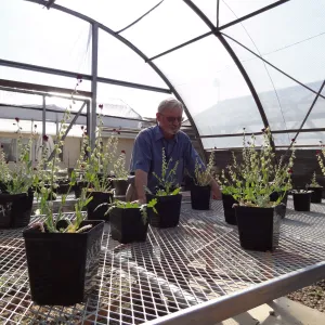 Conservation growing area, Santa Barbara jewelflower, Caulanthus amplexicaulis var barbarae, Dieter Wilken