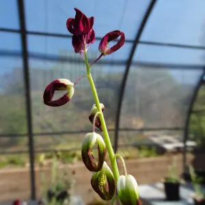Conservation growing area, Santa Barbara jewelflower, Caulanthus amplexicaulis var barbarae