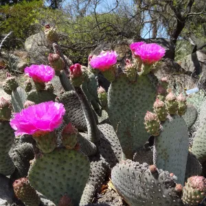 Desert flower close-up