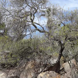 Desert Section, panorama