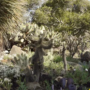 Desert Section, panorama