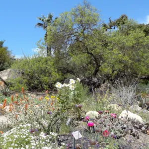 Desert Section in bloom