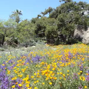 wildflowers in the lower Meadow, Spring 2012, Blaksley Boulder