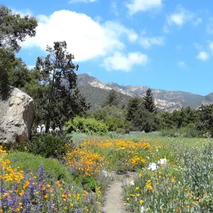 wildflowers in the lower Meadow, Spring 2012, Blaksley Boulder, view to La Cumbre Peak, panorama