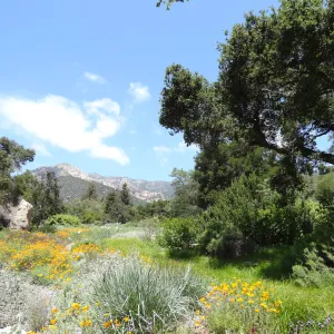 wildflowers in the lower Meadow, Spring 2012, Blaksley Boulder, view to La Cumbre Peak
