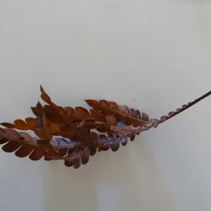 leaves as texture and pattern