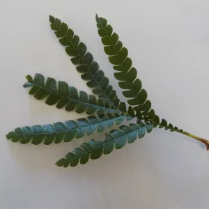 leaves as texture and pattern