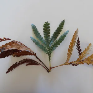 leaves as texture and pattern