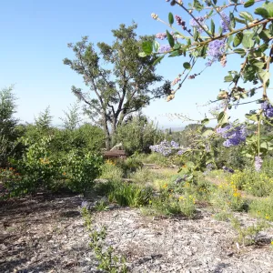 top of Porter Trail, Ceanothus Section