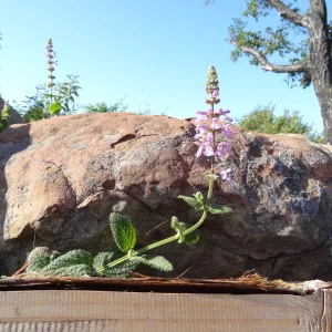 Stachys bulata, new wood on Mr. and Mrs. William Stratton Porter Bench (bench #64) on Porter Trail, 3 years after the Jesusita Fire