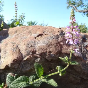 Stachys bulata
