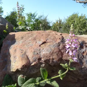 Stachys bullata