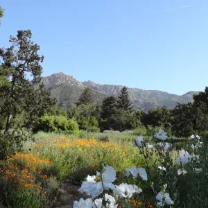 SBBG Meadow, wildflowers, Spring 2012, panorama