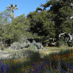 SBBG Meadow, wildflowers, Spring 2012, panorama