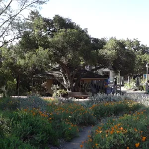 SBBG Meadow, wildflowers, Spring 2012, panorama