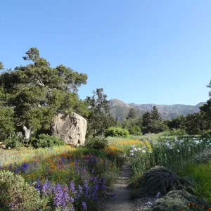 SBBG Meadow, wildflowers, Spring 2012