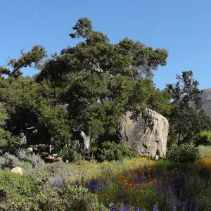 SBBG Meadow, wildflowers, Spring 2012, panorama