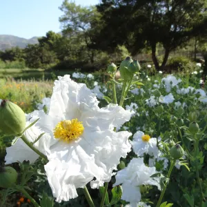 Matilia Poppies in the lower Meadow, wildflowers