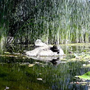Meadow Pond, turtle, panorama