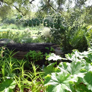 Orchid Display, mist log