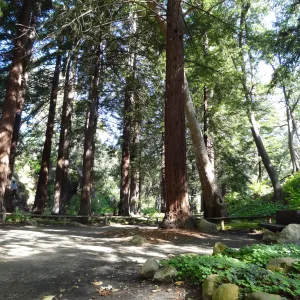 Redwood Section