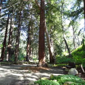 Redwood Section