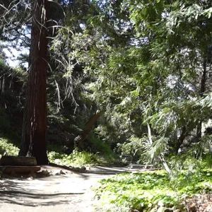 Indian Steps, Redwood Section, panorama