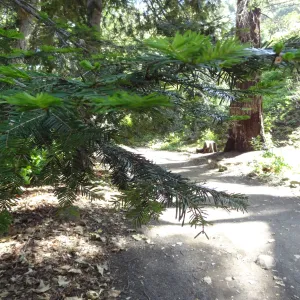 Redwood Section, leaves of coast redwood tree, Sequoia sepmervirens