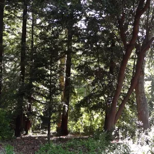 Redwood Section, panorama