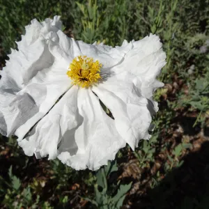 Matilija poppy