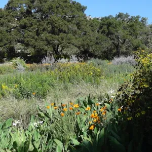 view of Meadow and Meadow Oaks from east side of Meadow