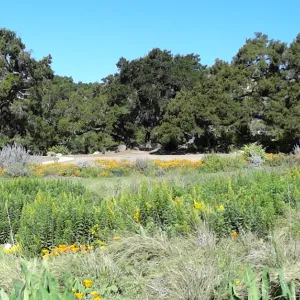 view of Meadow and Meadow Oaks from east side of Meadow