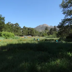 Citrix volunteers, Dirty Hands Brigade, Meadow