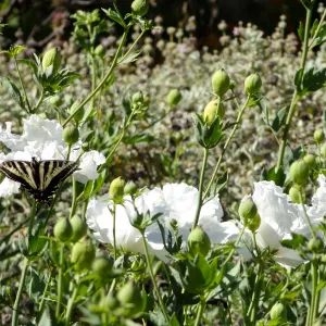Swallowtail butterfly on matilija poppy flower, SBBG Meadow