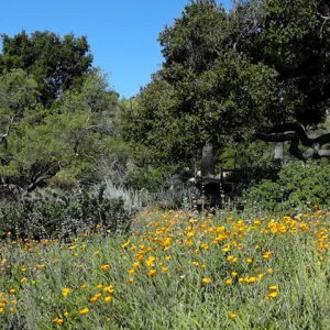 Blaksley Boulder, lower Meadow, Desert Section, wildflowers, Spring 2012, panorama
