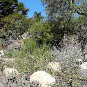 Desert Section, panorama