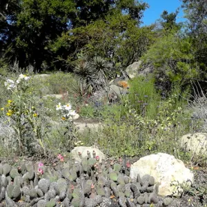 Desert Section, panorama