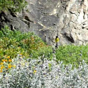 Lesser goldfinch perched on Salvia (sage) inflorescence, lower Meadow, SBBG