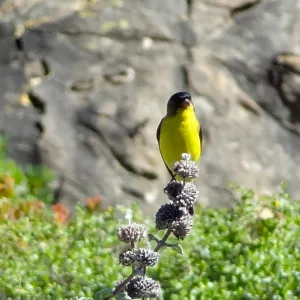 Lesser goldfinch perched on Salvia (sage) inflorescence, lower Meadow, SBBG, close up