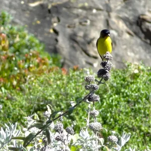 Lesser goldfinch perched on Salvia (sage) inflorescence, lower Meadow, SBBG, close up