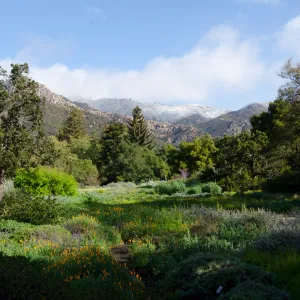 Snow on the mountains above SBBG Meadow, wildflowers, spring 2012
