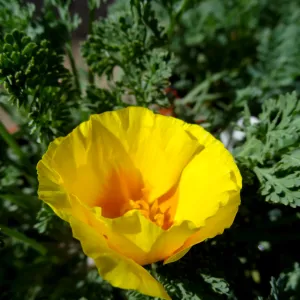 California poppy flower, SBBG Spring Plant Sale 2012