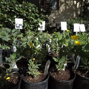 Dendromecon plants in pots, SBBG Spring Plant Sale 2012