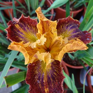 Lines That Rhyme, Pacific Coast Hybrid Iris, SBBG Spring Plant Sale 2012