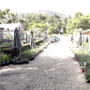 Garden Growers Nursery, Courtyard, panorama, SBBG Spring Plant Sale 2012